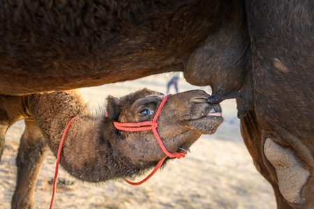 Indian camel calf suckling from mother camel at Nagaur Cattle Fair, Nagaur, Rajasthan, India, 2022