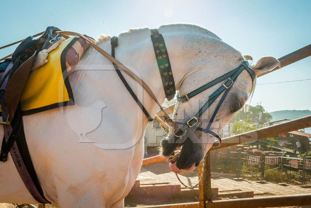 White horse used for tourist horse rides tied up with spiked bit and head in hyperflexion, Panchgani, India, 2017