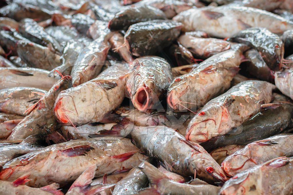 Big pile of fish on sale at a fish market at Sassoon Docks