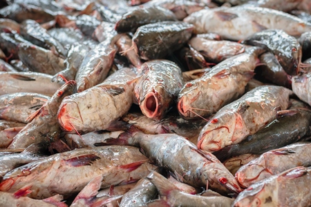 Big pile of fish on sale at a fish market at Sassoon Docks