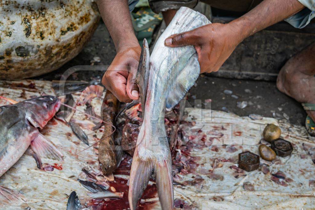 Fish being de-scaled, de-finned and gutted by a worker on the ground at a fish market in Bihar