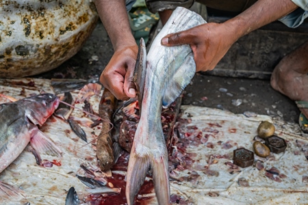 Fish being de-scaled, de-finned and gutted by a worker on the ground at a fish market in Bihar