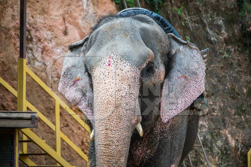 Elephant used for tourist rides in the hills of Munnar in Kerala