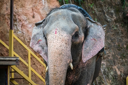 Elephant used for tourist rides in the hills of Munnar in Kerala