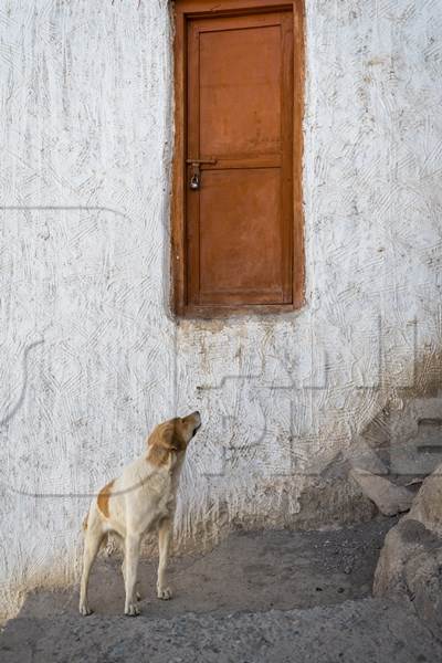 Brown and white stray dog at a monastery in Ladakh in the Himalayan mountains