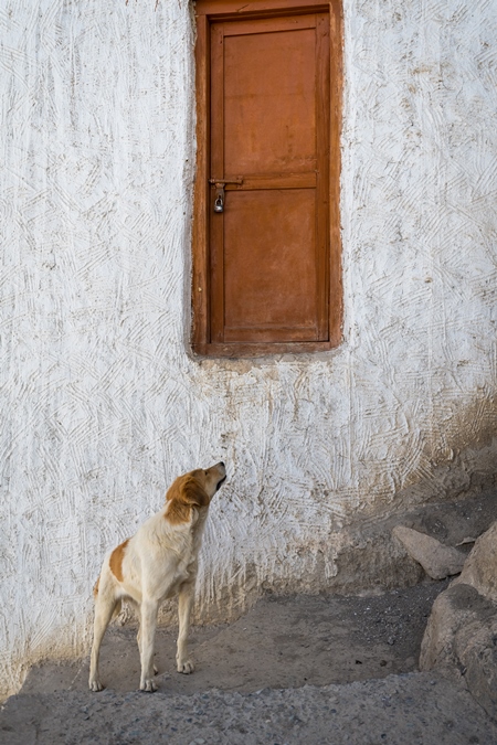 Brown and white stray dog at a monastery in Ladakh in the Himalayan mountains