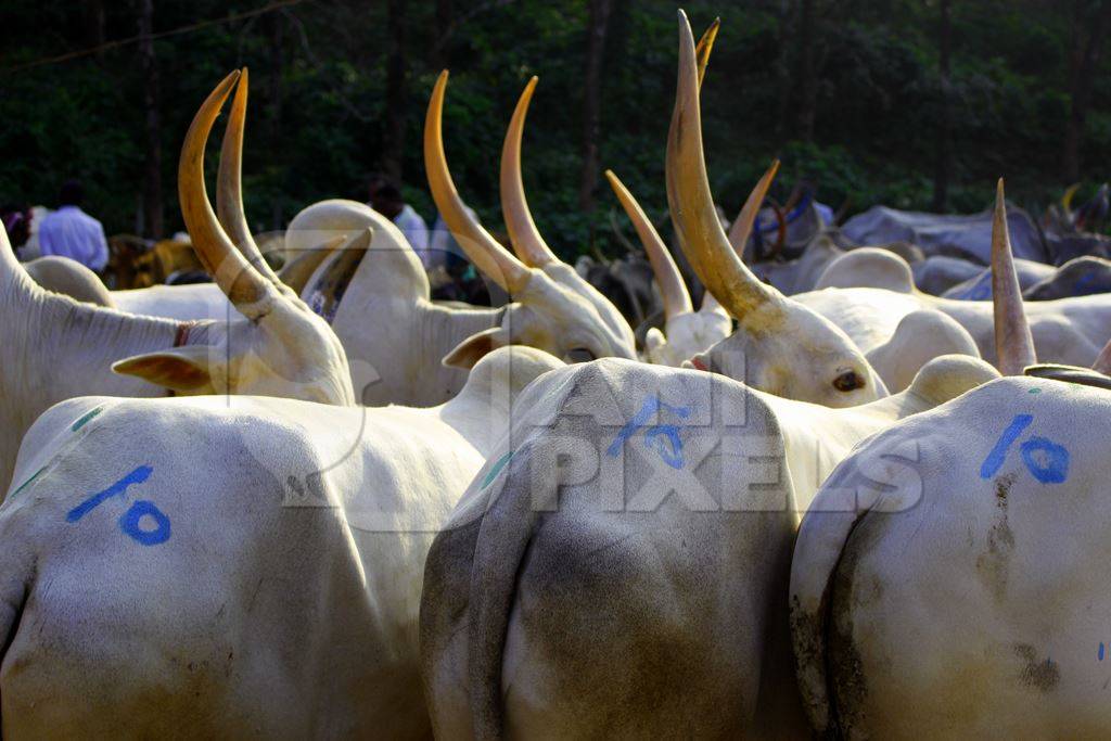 Herd of cattle being transported on foot