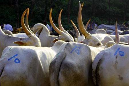 Herd of cattle being transported on foot