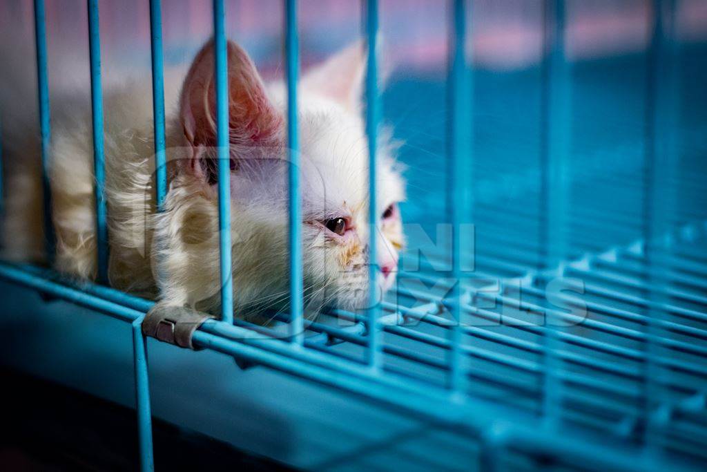 Pedigree breed white sick looking kitten in cage on sale at Crawford pet market