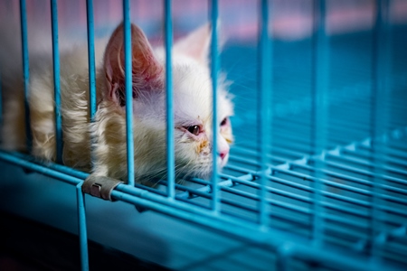 Pedigree breed white sick looking kitten in cage on sale at Crawford pet market