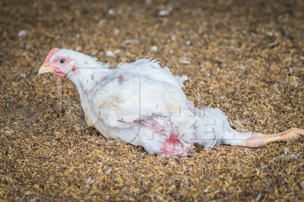 White broiler chicken with crippled leg raised for meat on a poultry broiler farm in Maharashtra in India