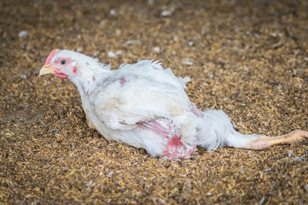 White broiler chicken with crippled leg raised for meat on a poultry broiler farm in Maharashtra in India