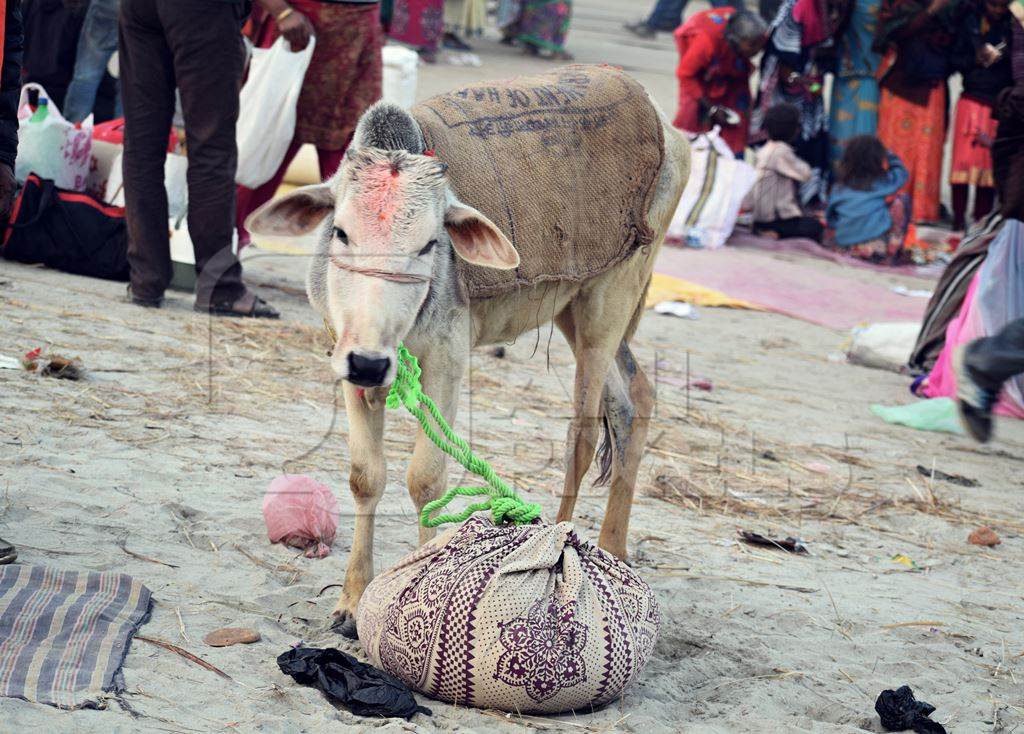 Calf or small cow tied up at cattle fair