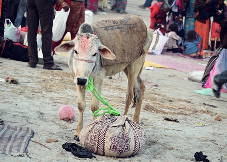 Calf or small cow tied up at cattle fair