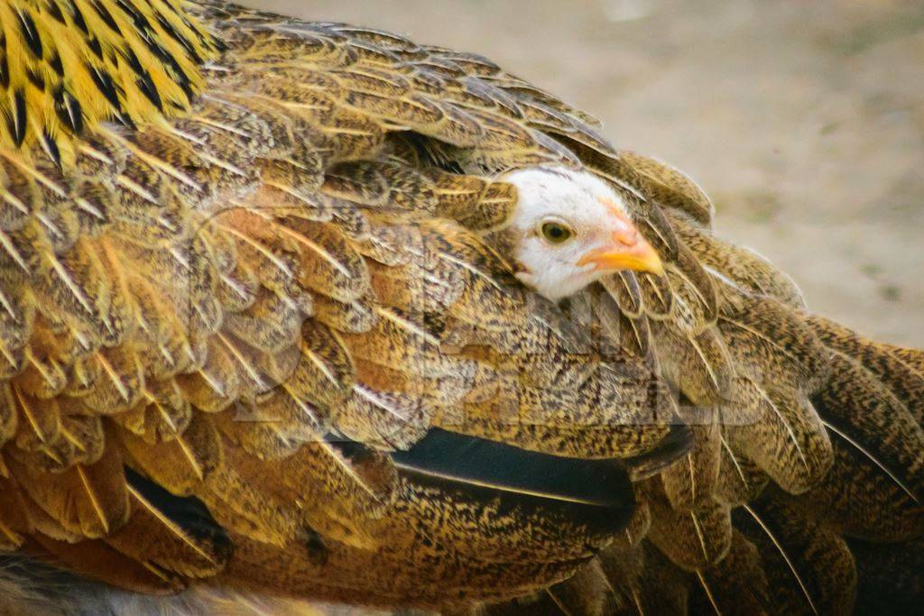 Small baby chick peeping out from mother hen