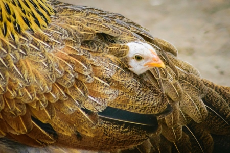 Small baby chick peeping out from mother hen