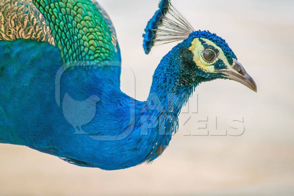 Photo of beautiful blue Indian peacock bird, national bird of India in Bikaner in Rajasthan in India