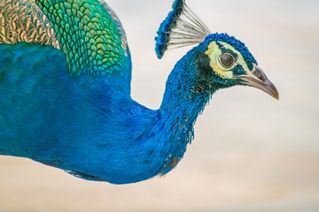 Photo of beautiful blue Indian peacock bird, national bird of India in Bikaner in Rajasthan in India