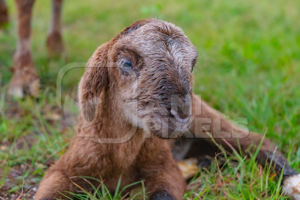 Close up of cute small brown baby Indian lamb with mother sheep in a green field in Maharashtra in India