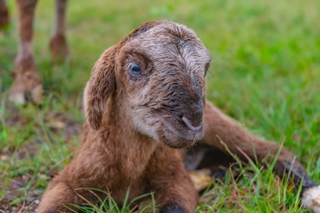 Close up of cute small brown baby Indian lamb with mother sheep in a green field in Maharashtra in India