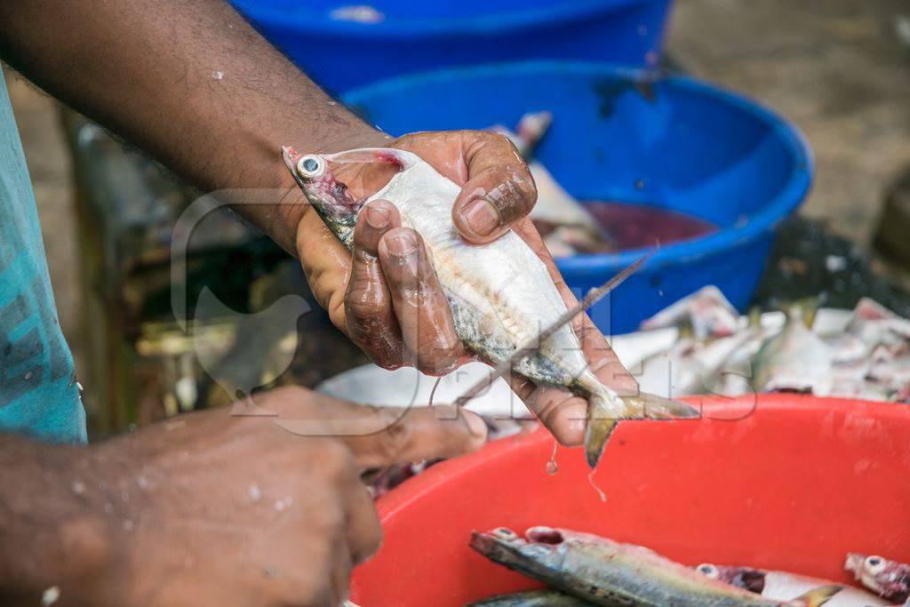 Man holding dead fish in hand and cutting off scales with knife