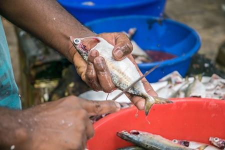 Man holding dead fish in hand and cutting off scales with knife