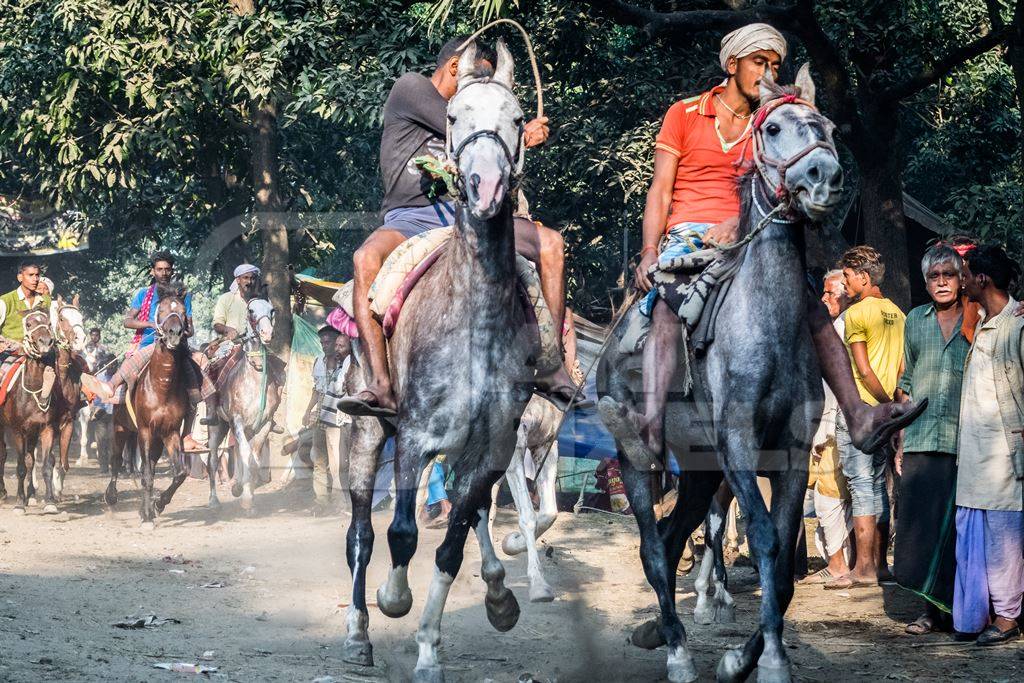 Grey horses being whipped and ridden in a horse race at Sonepur fair