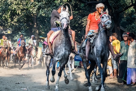 Grey horses being whipped and ridden in a horse race at Sonepur fair