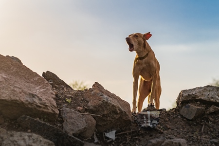 Indian stray or street dog with notch in ear indicating dog is spayed in urban city in Maharashtra, India, 2021