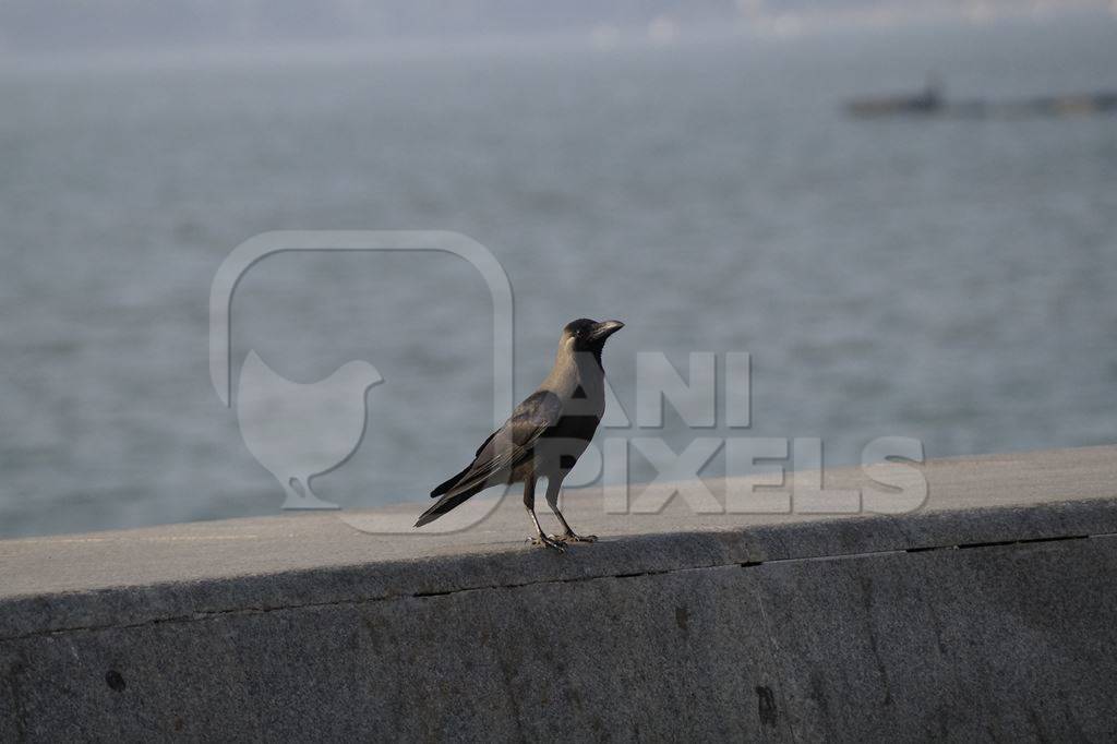 Crow sitting on sea wall with grey background