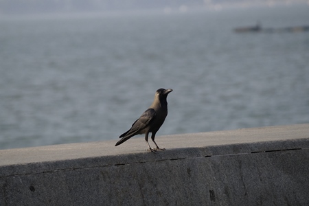 Crow sitting on sea wall with grey background