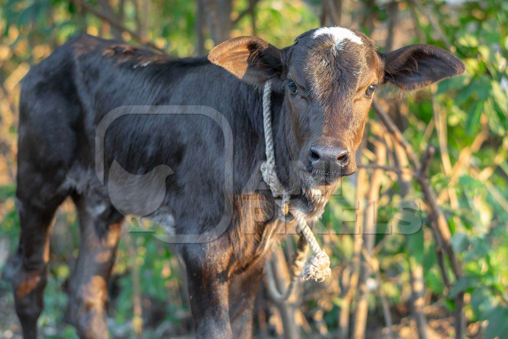 Small brown baby Indian dairy calf tied up in green field, India