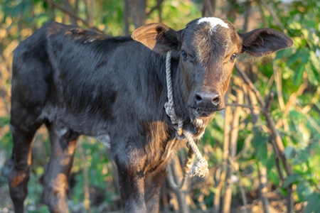 Small brown baby Indian dairy calf tied up in green field, India