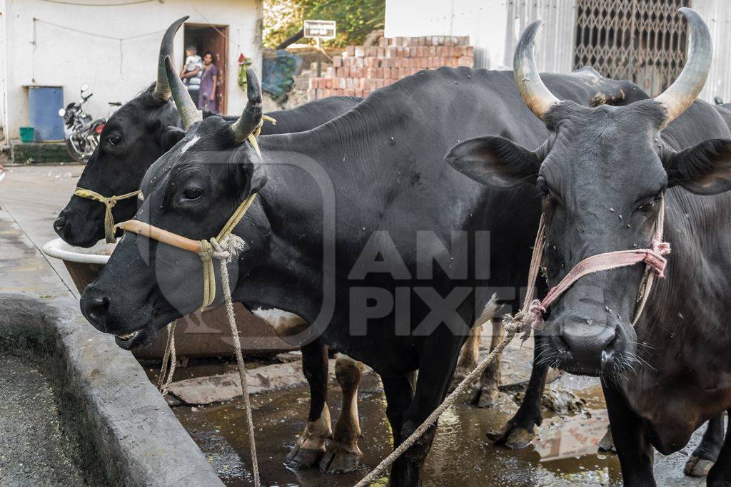 Dairy cows in an urbay dairy in Maharashtra