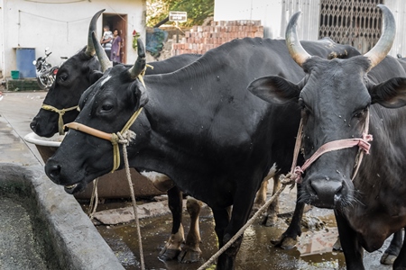 Dairy cows in an urbay dairy in Maharashtra