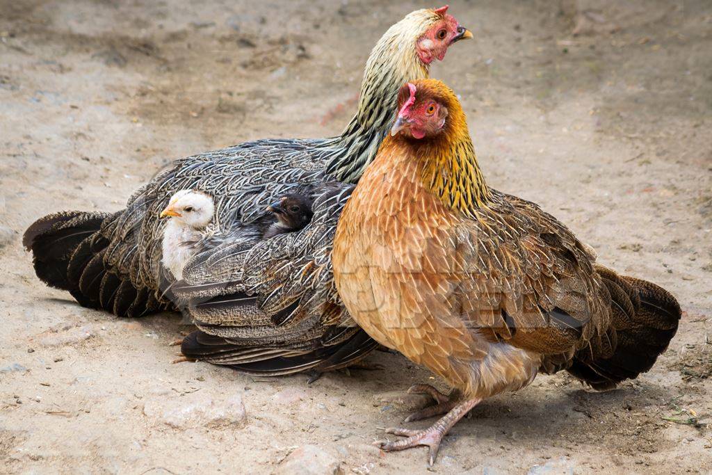 Small baby chick peeping out from mother hen