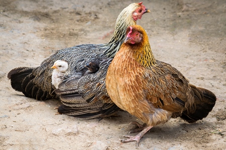 Small baby chick peeping out from mother hen