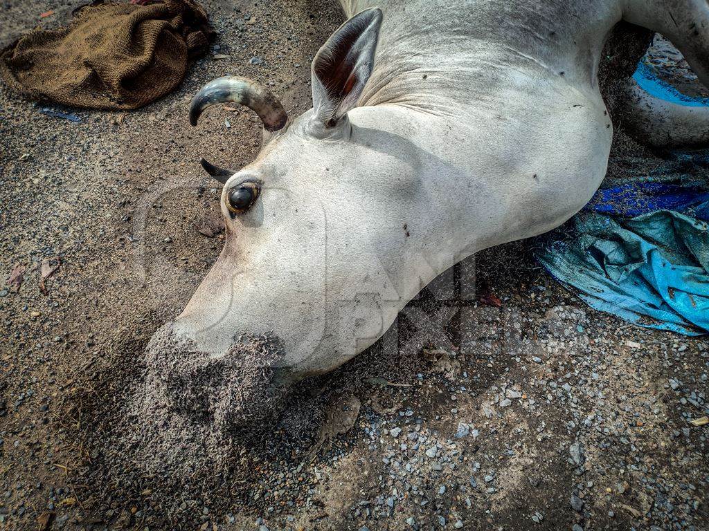 Dead Indian cow or bullock at the side of the road, the Kona Expressway, Kolkata, India, 2022