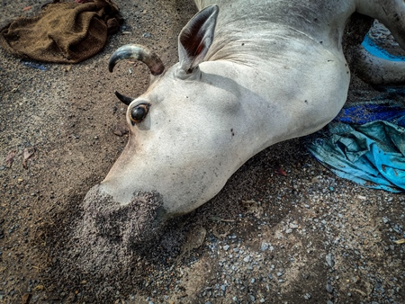 Dead Indian cow or bullock at the side of the road, the Kona Expressway, Kolkata, India, 2022