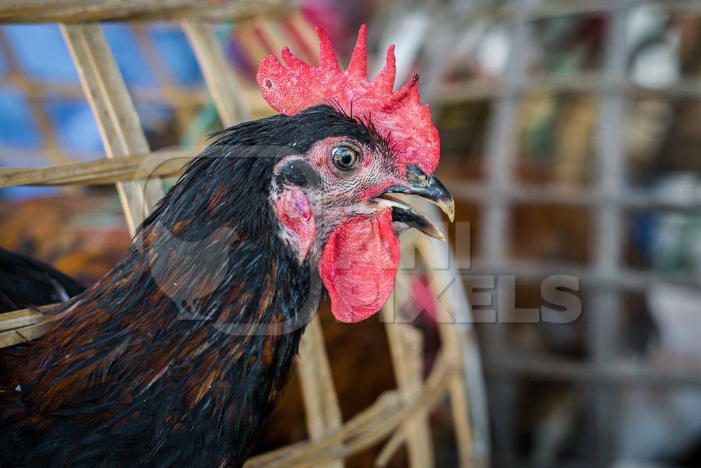 Chickens on sale in bamboo baskets at an animal market