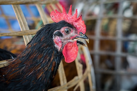 Chickens on sale in bamboo baskets at an animal market