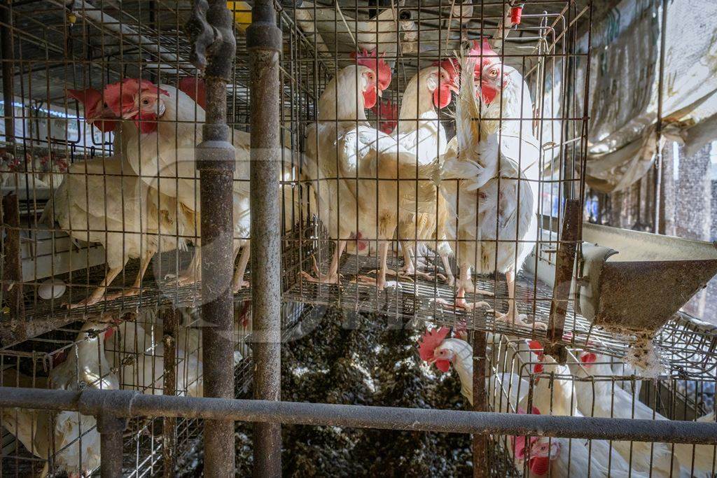 Indian chickens or layer hens in small wire battery cages on an egg farm on the outskirts of Ajmer, Rajasthan, India, 2022