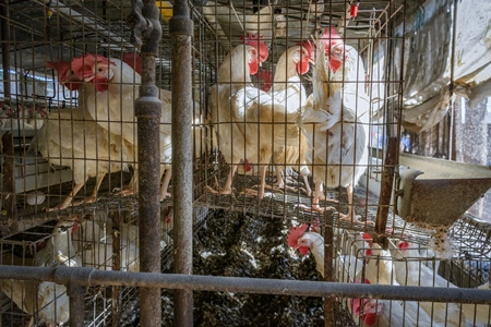 Indian chickens or layer hens in small wire battery cages on an egg farm on the outskirts of Ajmer, Rajasthan, India, 2022