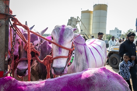 Several Indian bullocks decorated with pink Holi powder and tied  to a truck at Chakan Cow and Buffalo Market, Maharashtra, India, 2024