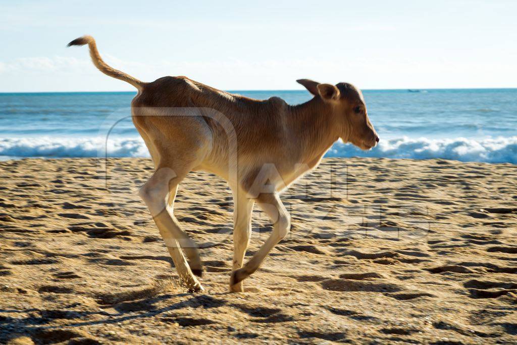 Calf on the beach in Goa, India