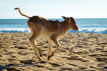 Calf on the beach in Goa, India