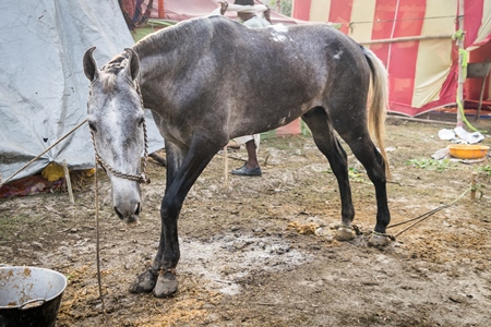One grey horse tied and eating food at Sonepur cattle fair