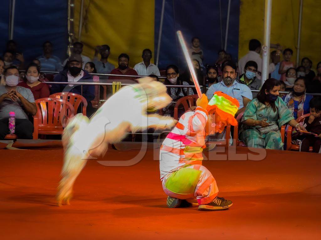 Performing dog jumping through hoop with clown at a show by Rambo Circus in Pune, Maharashtra, India, 2021