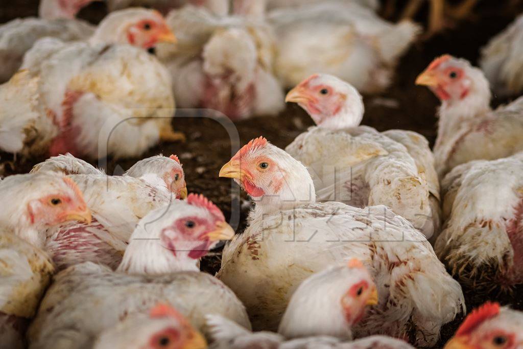 White broiler chickens raised for meat on a large poultry broiler farm in Maharashtra in India