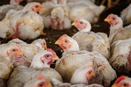 White broiler chickens raised for meat on a large poultry broiler farm in Maharashtra in India